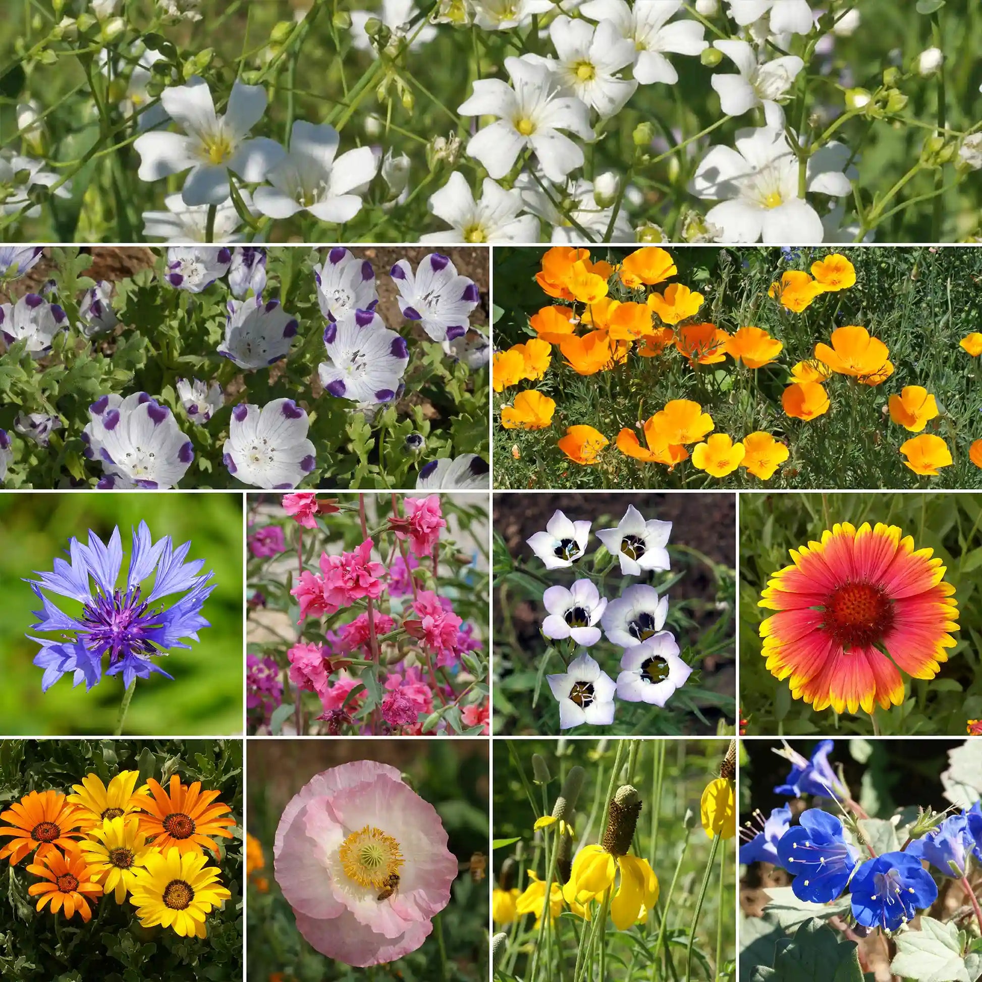 Southwest Wildflower Seed Mix – Pollinator-Friendly Native Seeds ...