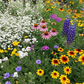 Texas Oklahoma Mix Bulk Wildflower Seeds, 1lb