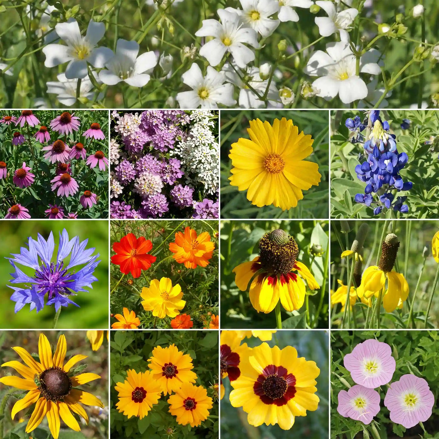 Texas Oklahoma Mix Bulk Wildflower Seeds, 1lb