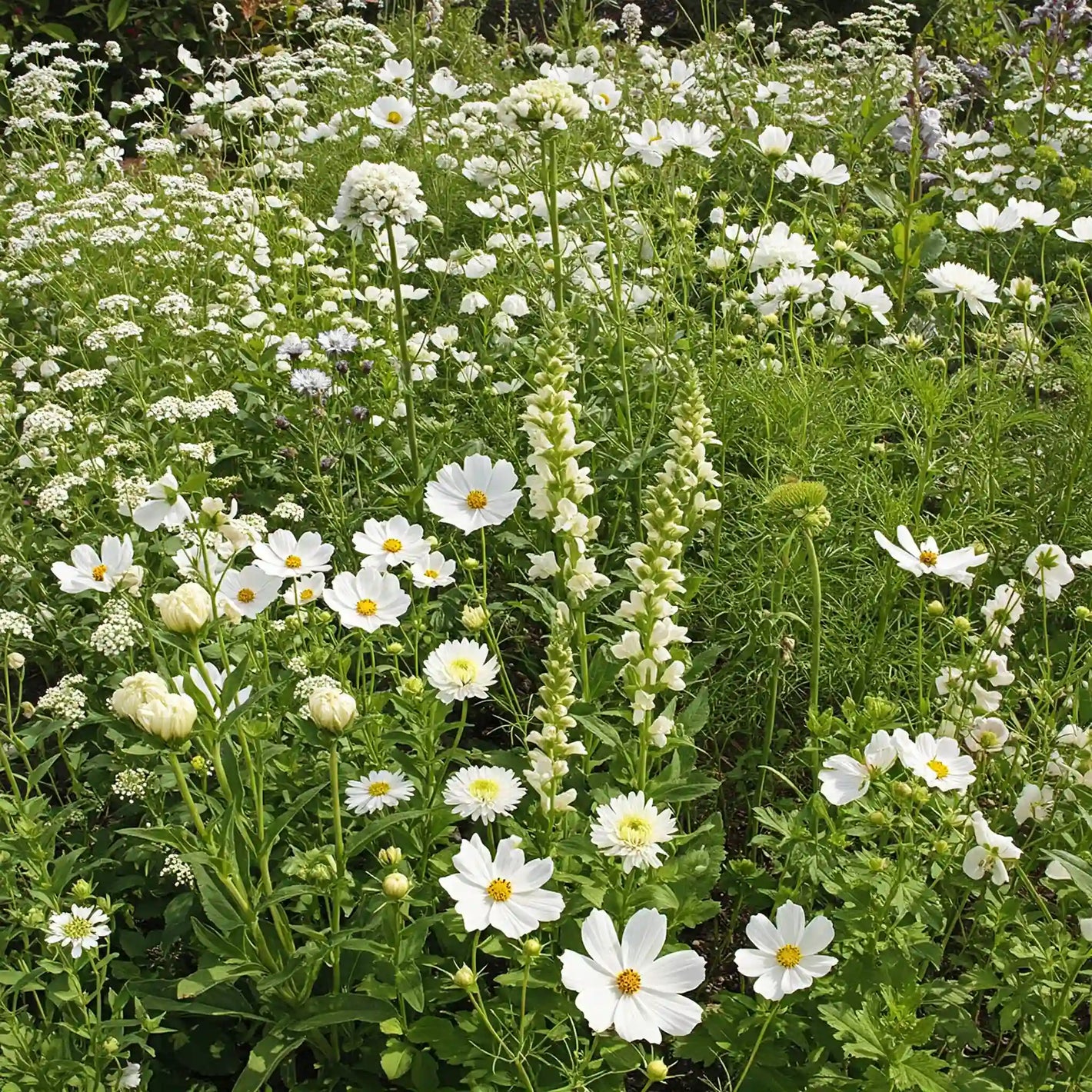 White Mix Bulk Flower Seeds, 1lb - Ferry - Morse