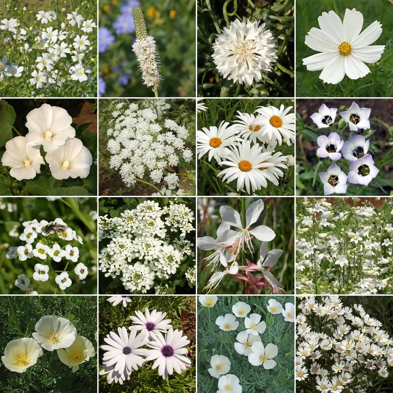 flower seeds Ferry-Morse White Mix Bulk Flower Seeds, 1lb
