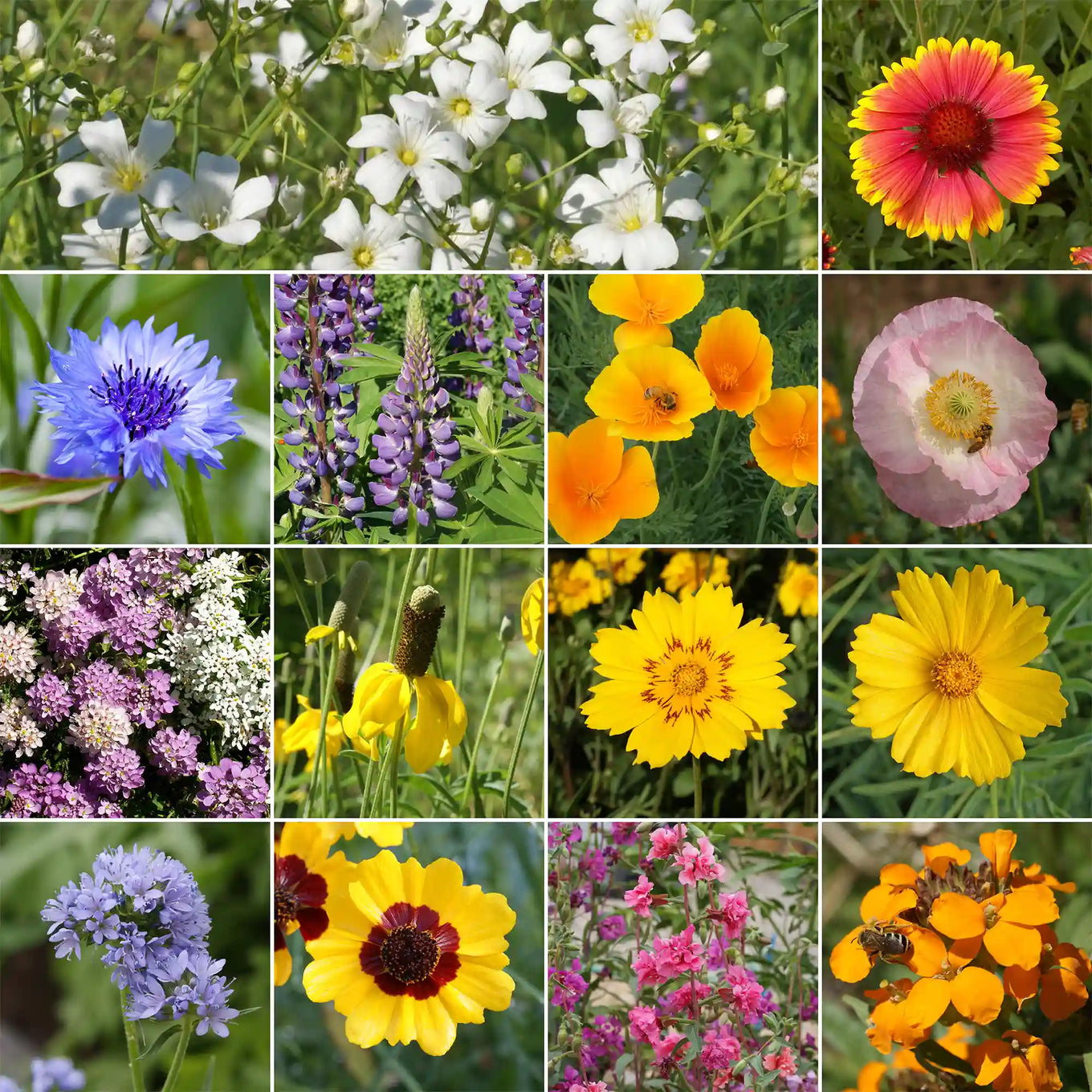 west virginia wildflower seeds Colorado Western Wildflower Seed Mix – Native Pollinator Seeds in Bulk – Ferry-Morse