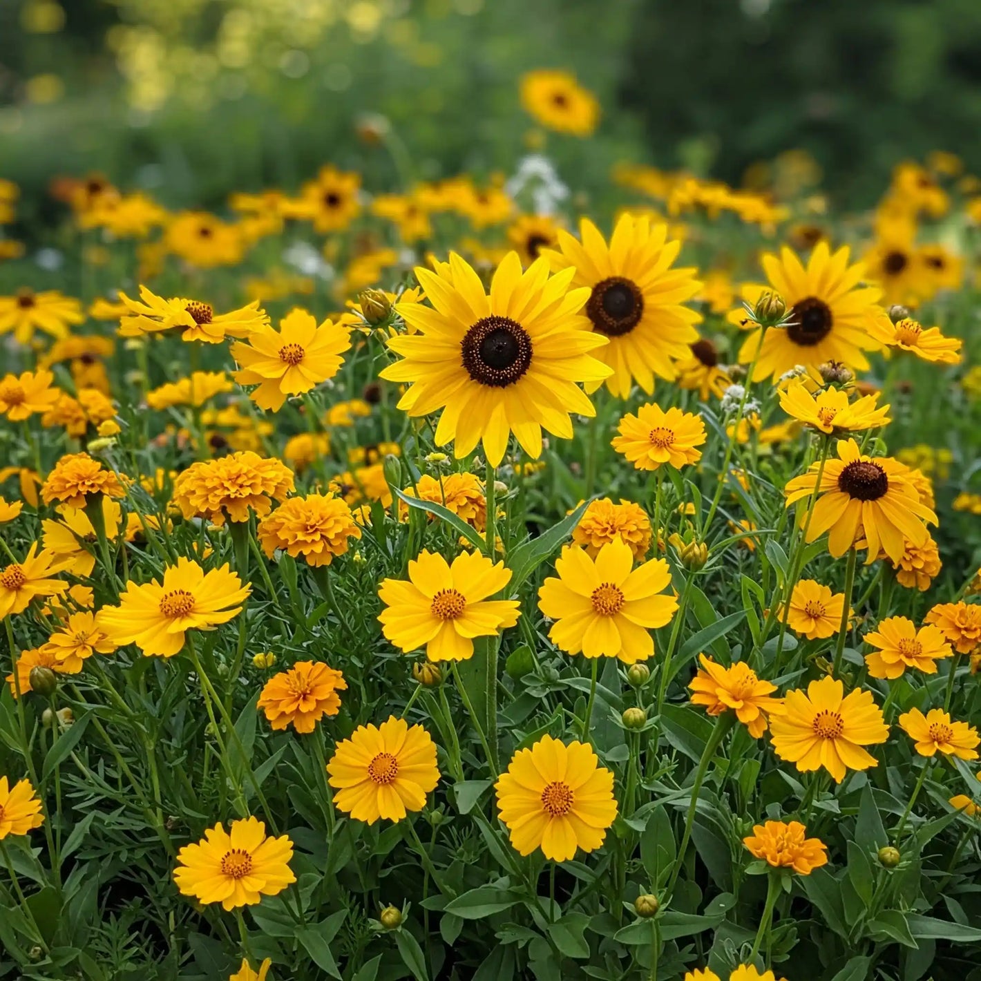 Yellow Mix Bulk Flower Seeds, 1lb - Ferry - Morse