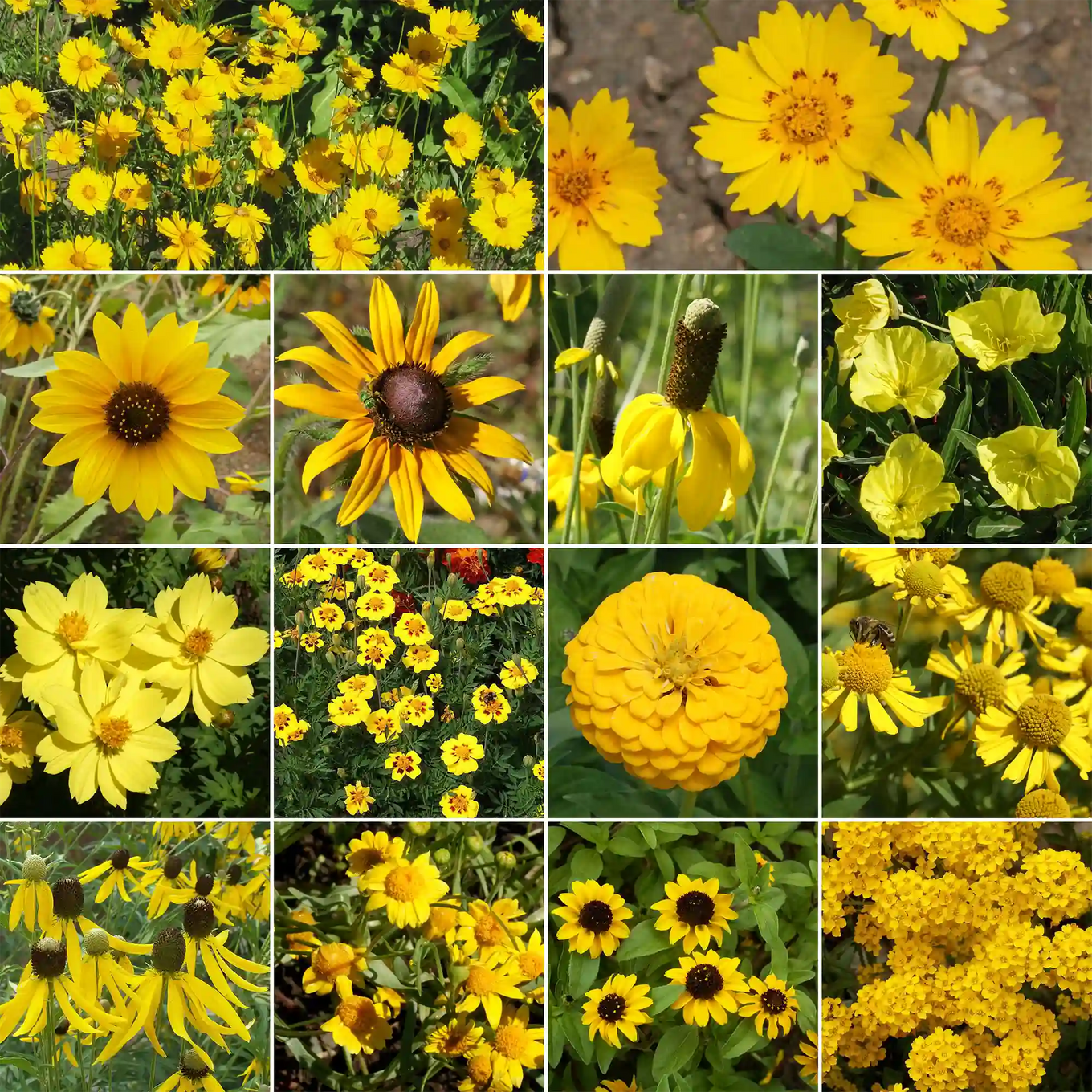cheap flower seed Ferry-Morse 1 lbs. Yellow Mix Bulk Flower Seeds