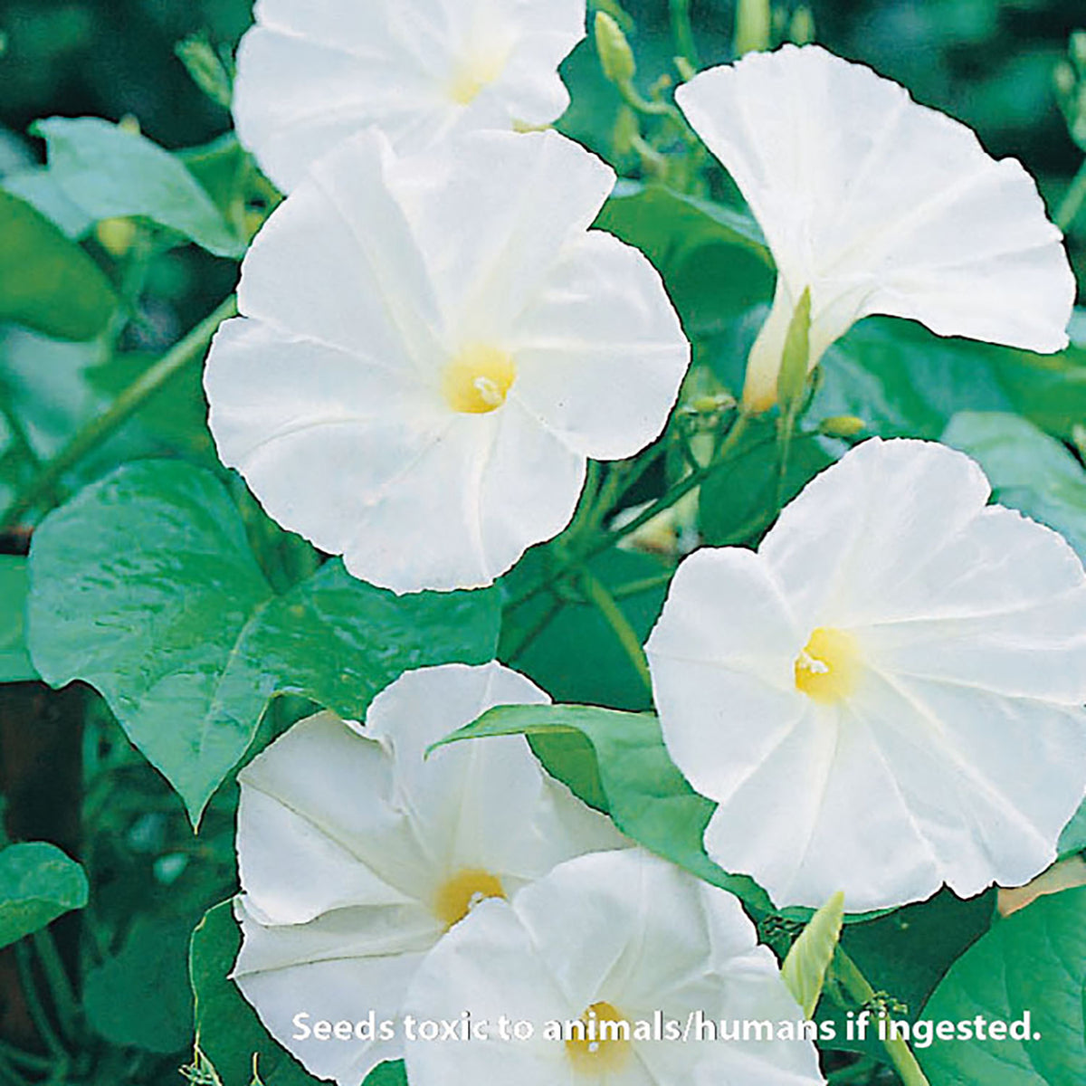 moonflower in bloom