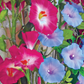 Morning Glory, Giant Mixed Colors
