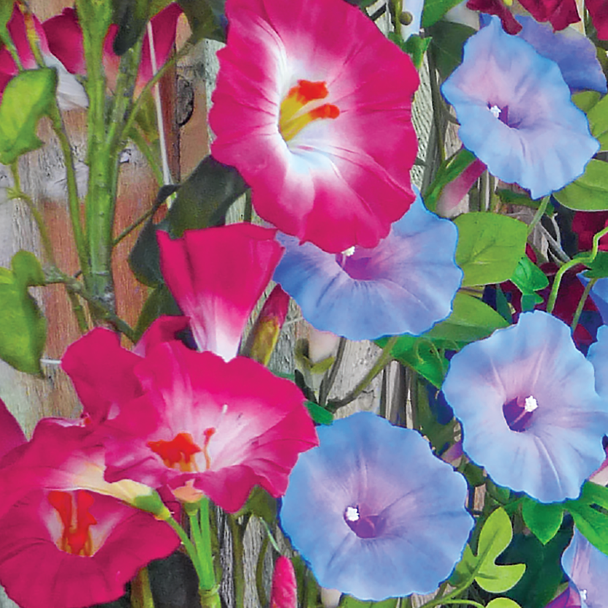 Morning Glory, Giant Mixed Colors