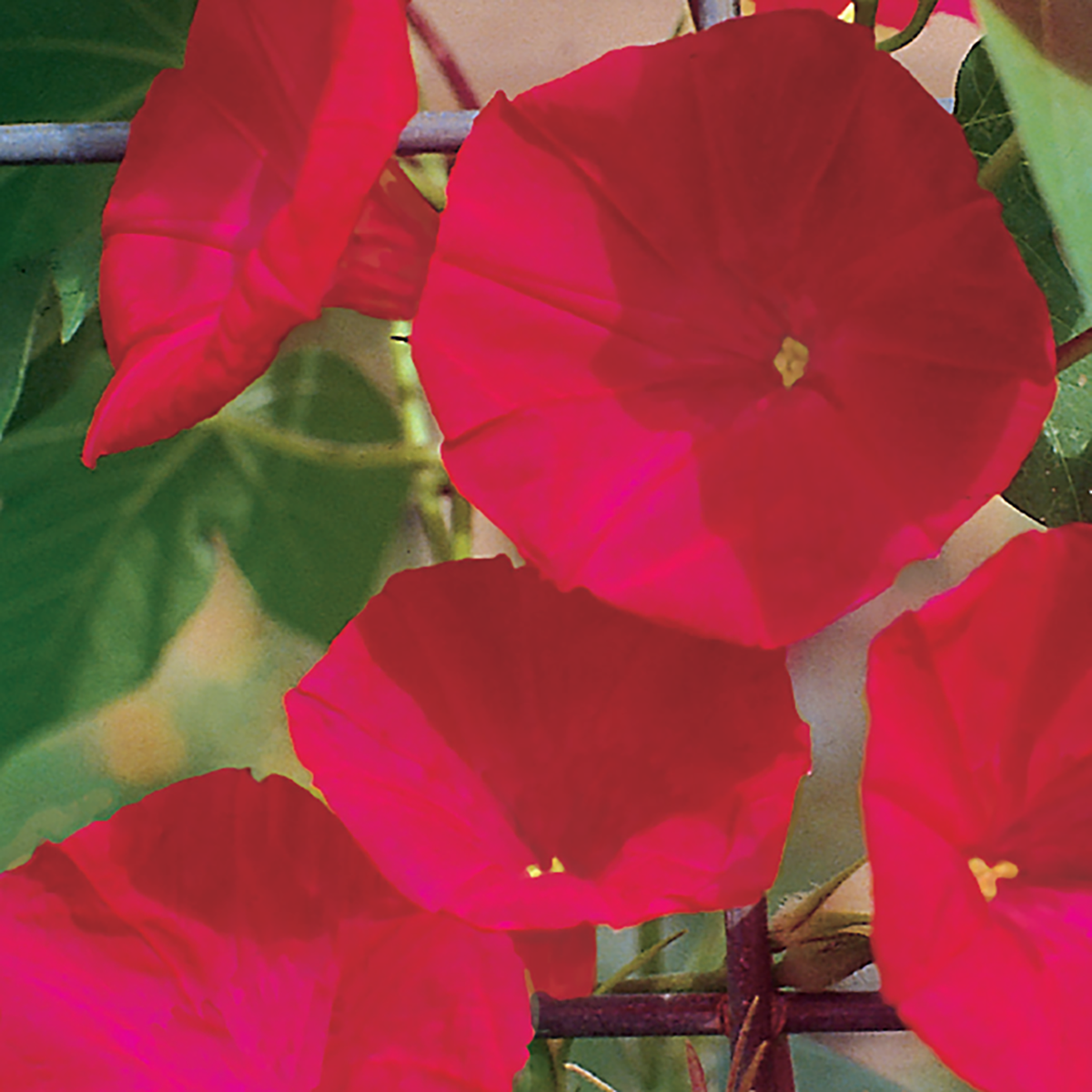 Morning Glory, Scarlet O'Hara Seeds