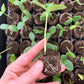 Jiffy Self-Watering Seed Starting Kit, 34 Cell 36mm Peat Pellets