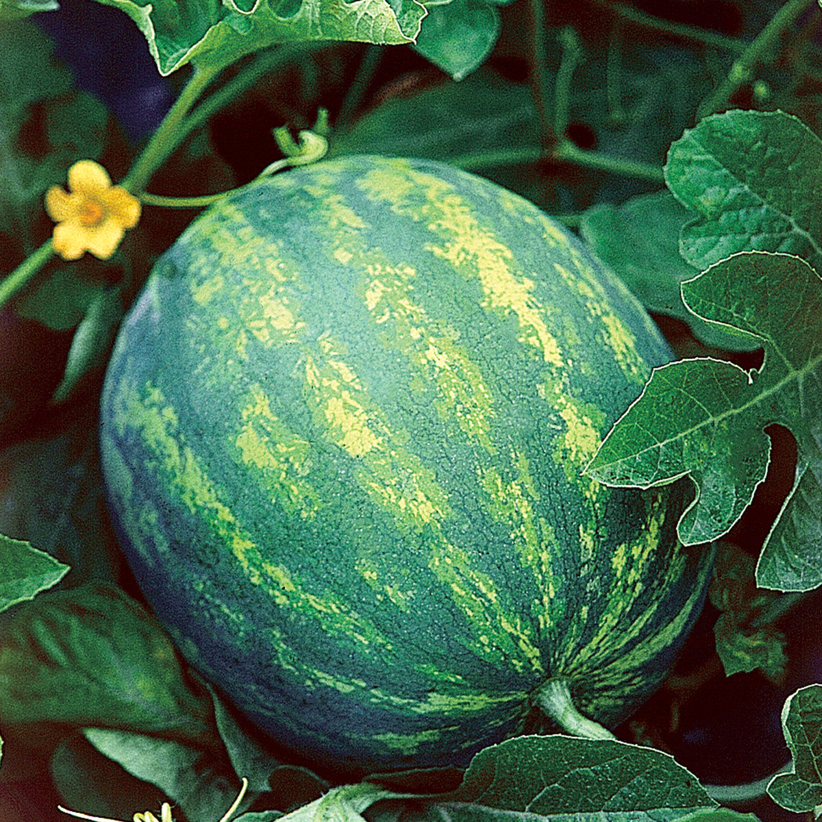 Watermelon Crimson plant