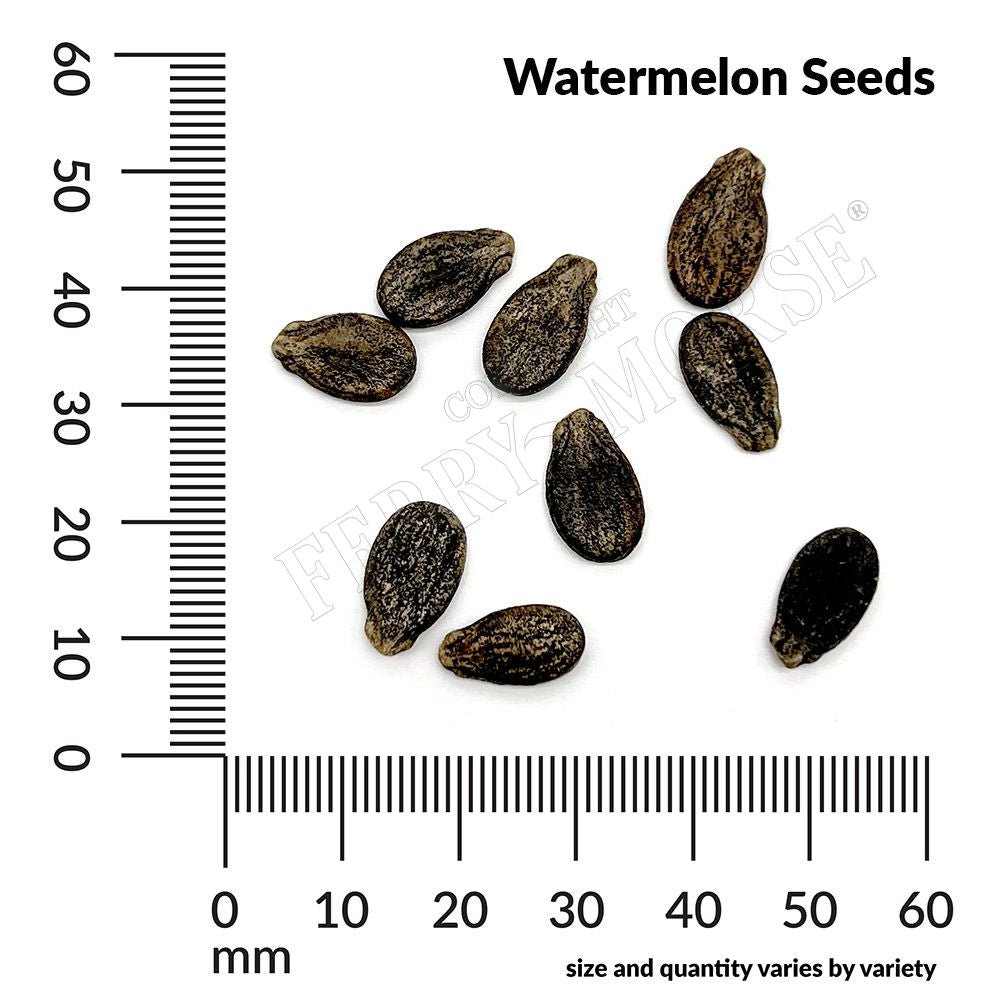 strawberry watermelon seeds Watermelon Allsweet Organic Seeds 1.9g from Ferry-Morse Seeds