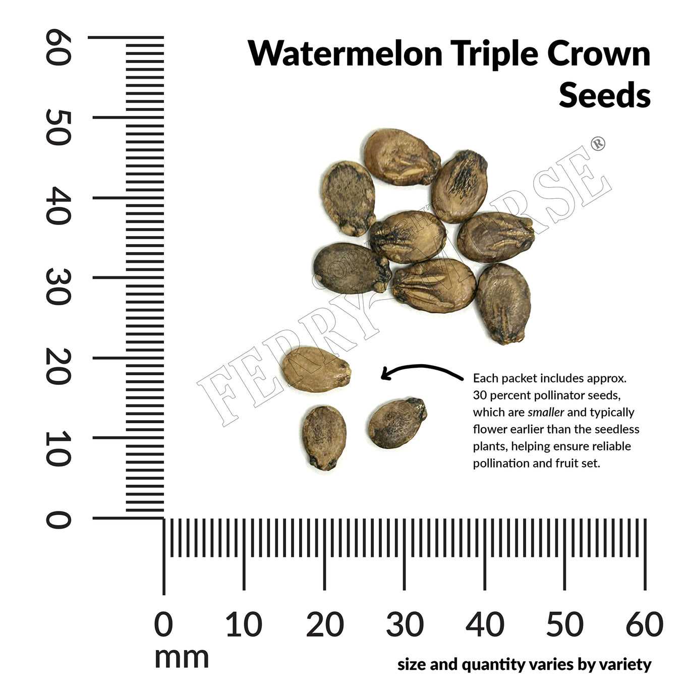 Watermelon Triple Crown Seeds with a ruler for size reference on a white background