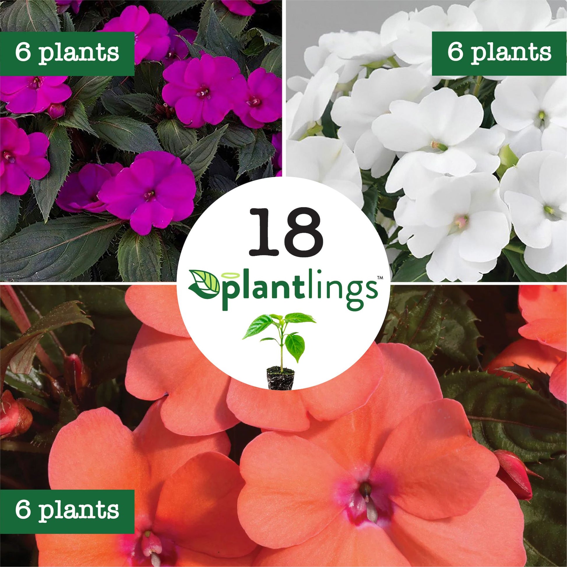 SunPatiens® Compact Forever Summer Mix Plantlings Kit | Live Plants ...