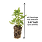 Calibrachoa Cabaret® Diva Orange Plantlings Live Baby Plants 1-3in., 6-Pack