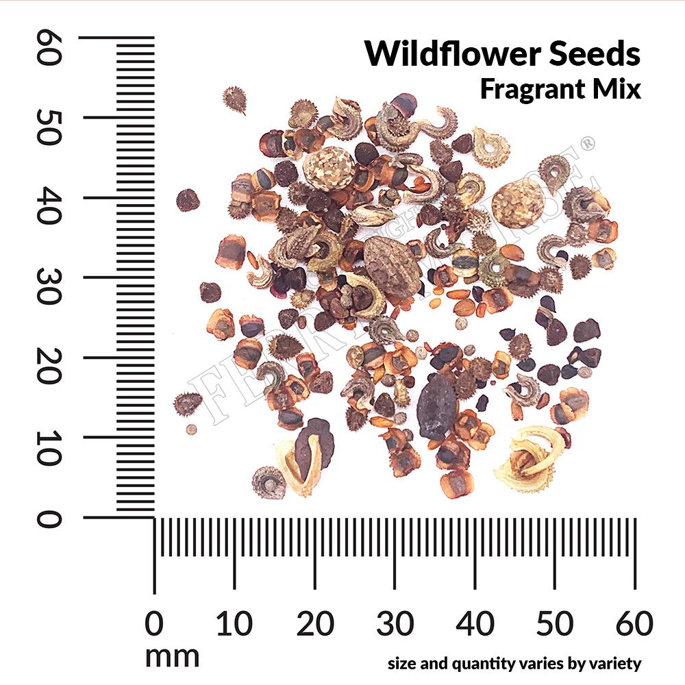 Wildflower Fragrant Mix Economy Seeds