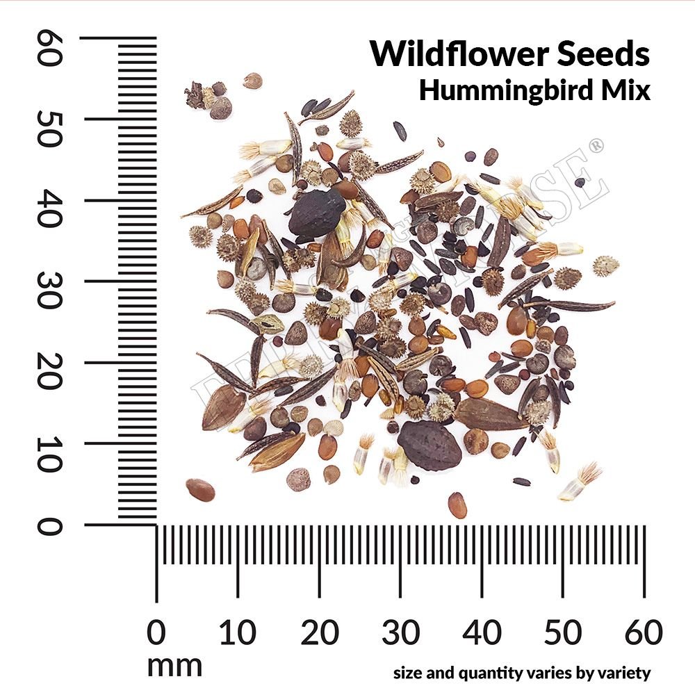 flower seeds for hummingbirds Wildflower Hummingbird Mix Seeds | Wildflower Seeds