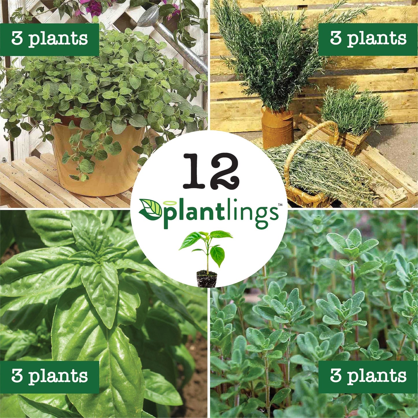 BBQ Herbs Plantlings Kit Live Baby Plants 1-3in., 12-Pack