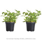Fuchsia Bella Maria Rose Plantlings Plus Live Baby Plants 4in. Pot, 2-Pack