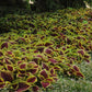 Coleus Kong® Scarlet Plantlings Plus Live Baby Plants 4in. Pot, 2-Pack