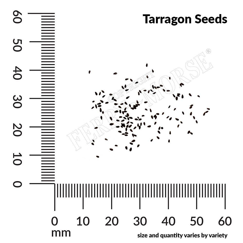 Tarragon Organic Seeds
