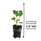 Kale Scotch Blue Curled Plantlings Live Baby Plants 1-3in., 3-Pack