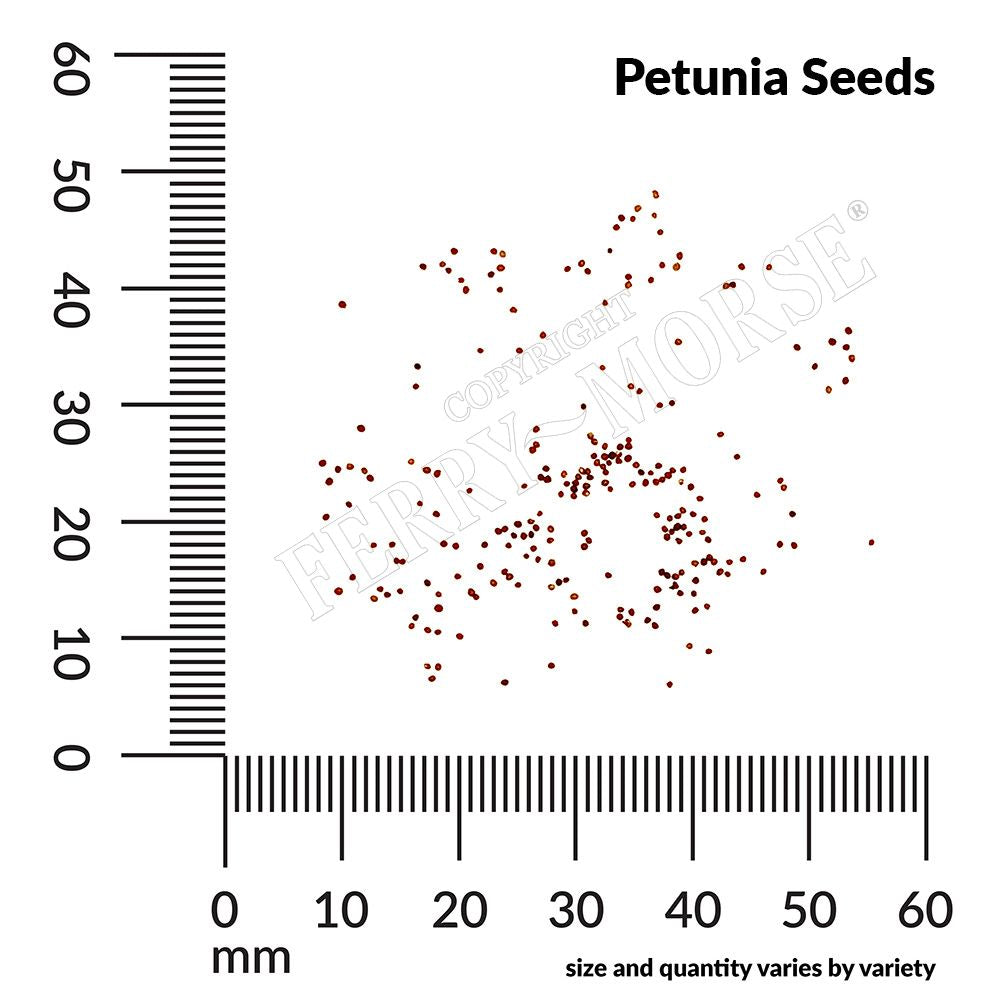 Petunia, Dwarf Bedding Mixed Colors Seeds