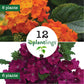 Red & Purple Flower Plantlings Kit Live Baby Plants 1-3in., 12-Pack