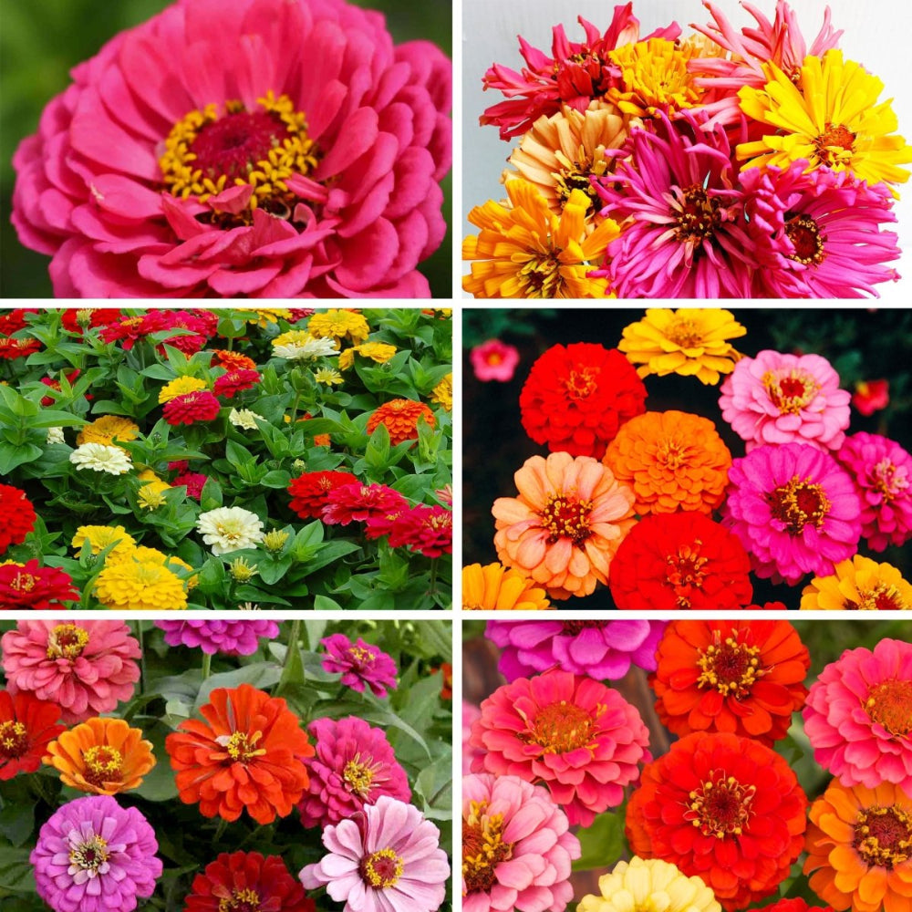 Colorful Zinnia Seed Bundle (6 Pack) – Vibrant Flowers for Your