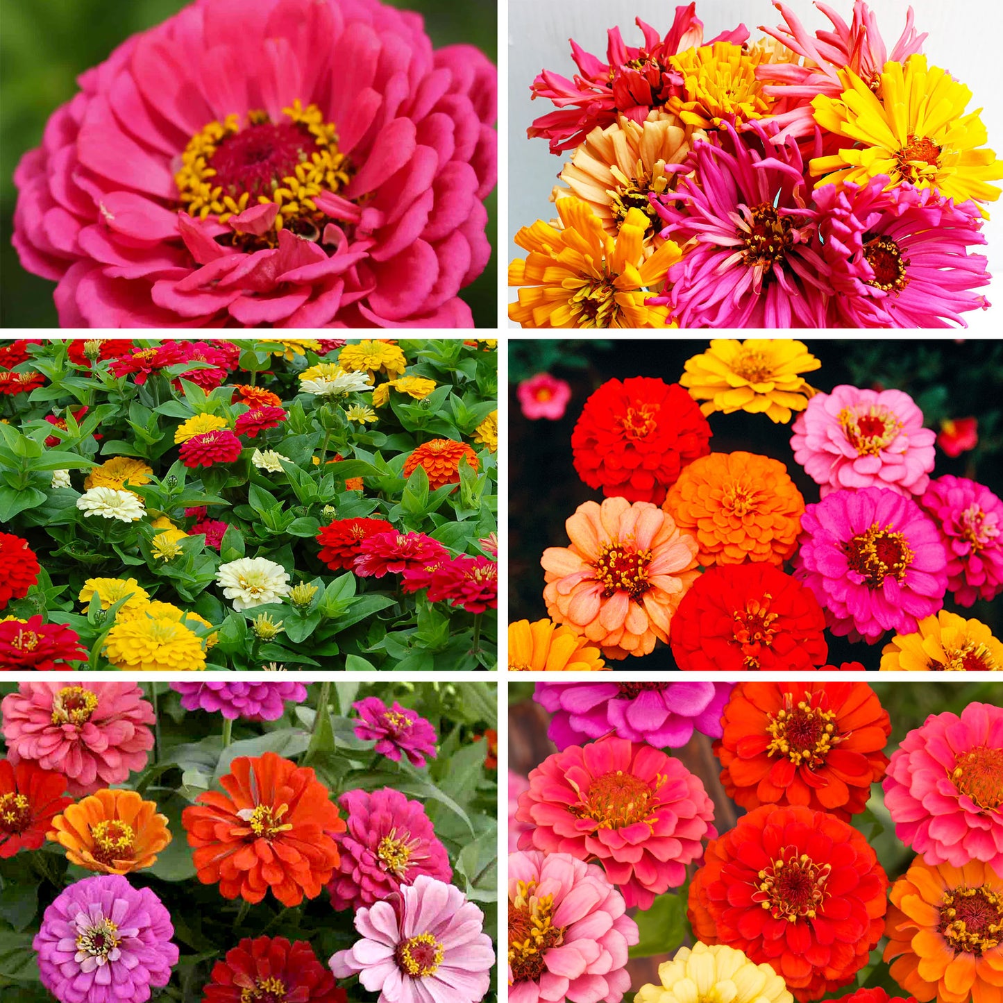 A collection of six zinnia flower