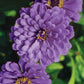 Zinnia, Giant Double Violet Queen