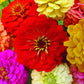 Zinnia California Giants Mixed Colors