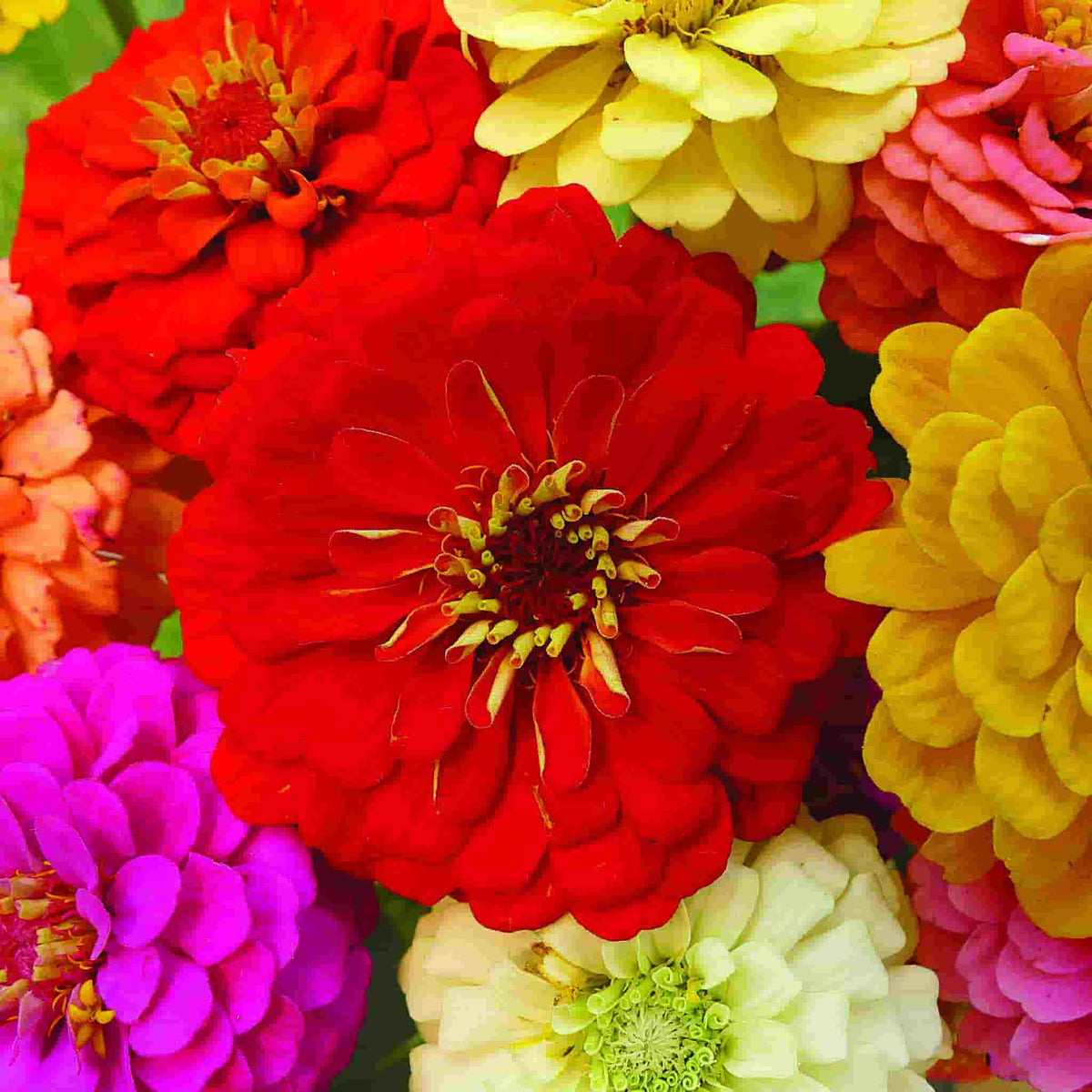 Zinnia California Giants Mixed Colors