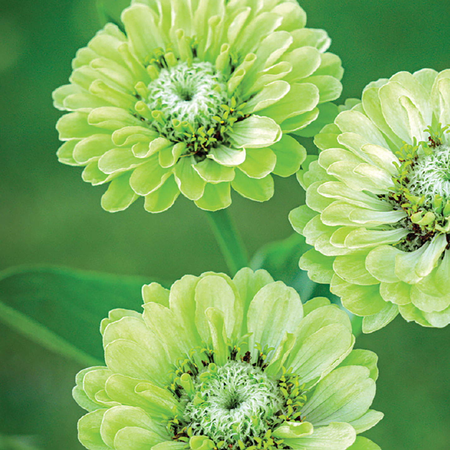 Zinnia, Envy Seeds Online Edition