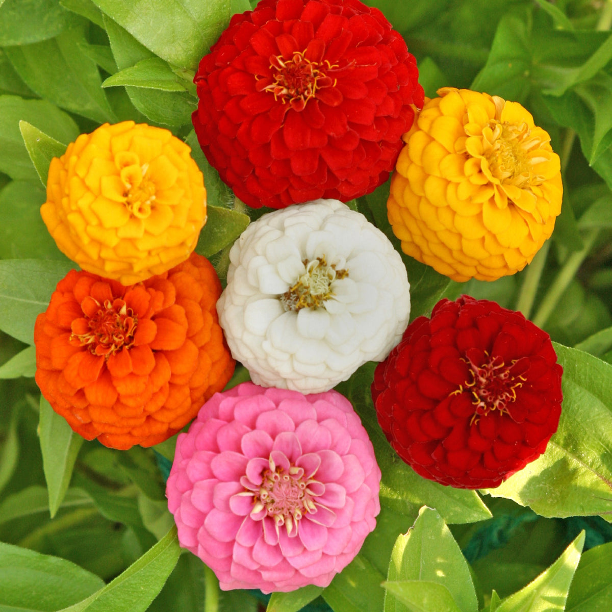 Zinnia, Lilliput Mixed Colors