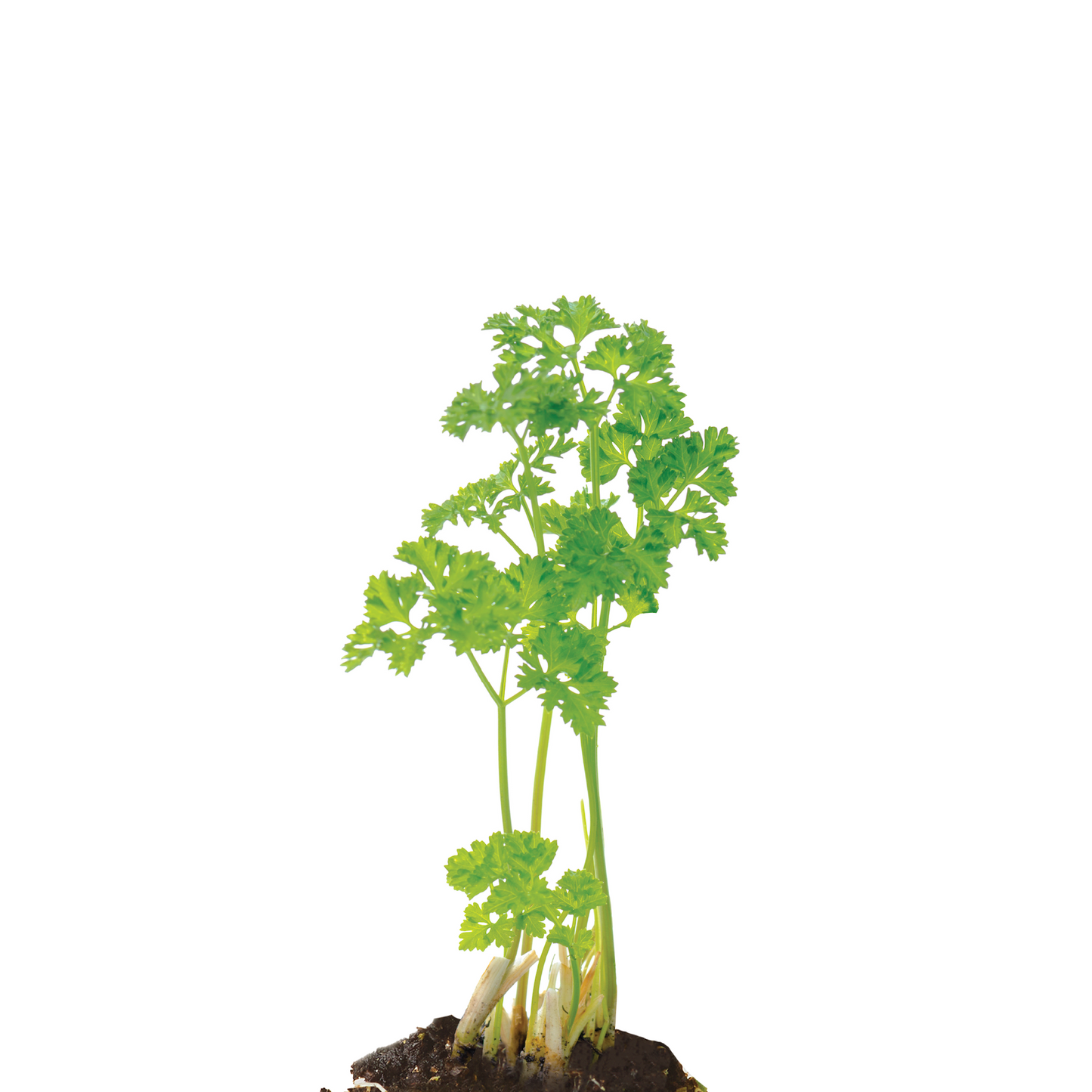 Parsley Giant Of Italy Plantlings Live Baby Plants 1-3in., 3-Pack