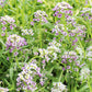 Alyssum, Pastel Carpet Seeds, 300mg - Ferry - Morse