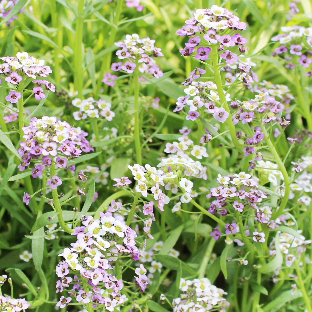 Alyssum, Pastel Carpet Seeds, 300mg - Ferry - Morse