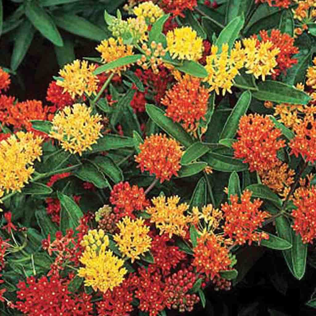 Asclepias Tuberosa Gay Butterfly Mix baby plants, fully matured and blooming. Shades of yellows, oranges and reds.