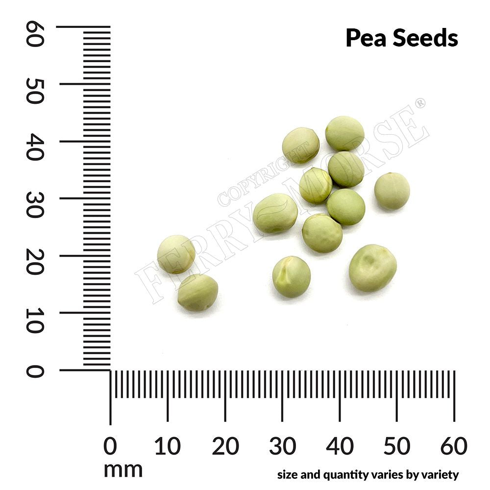 Pea, Green Arrow Organic Seeds