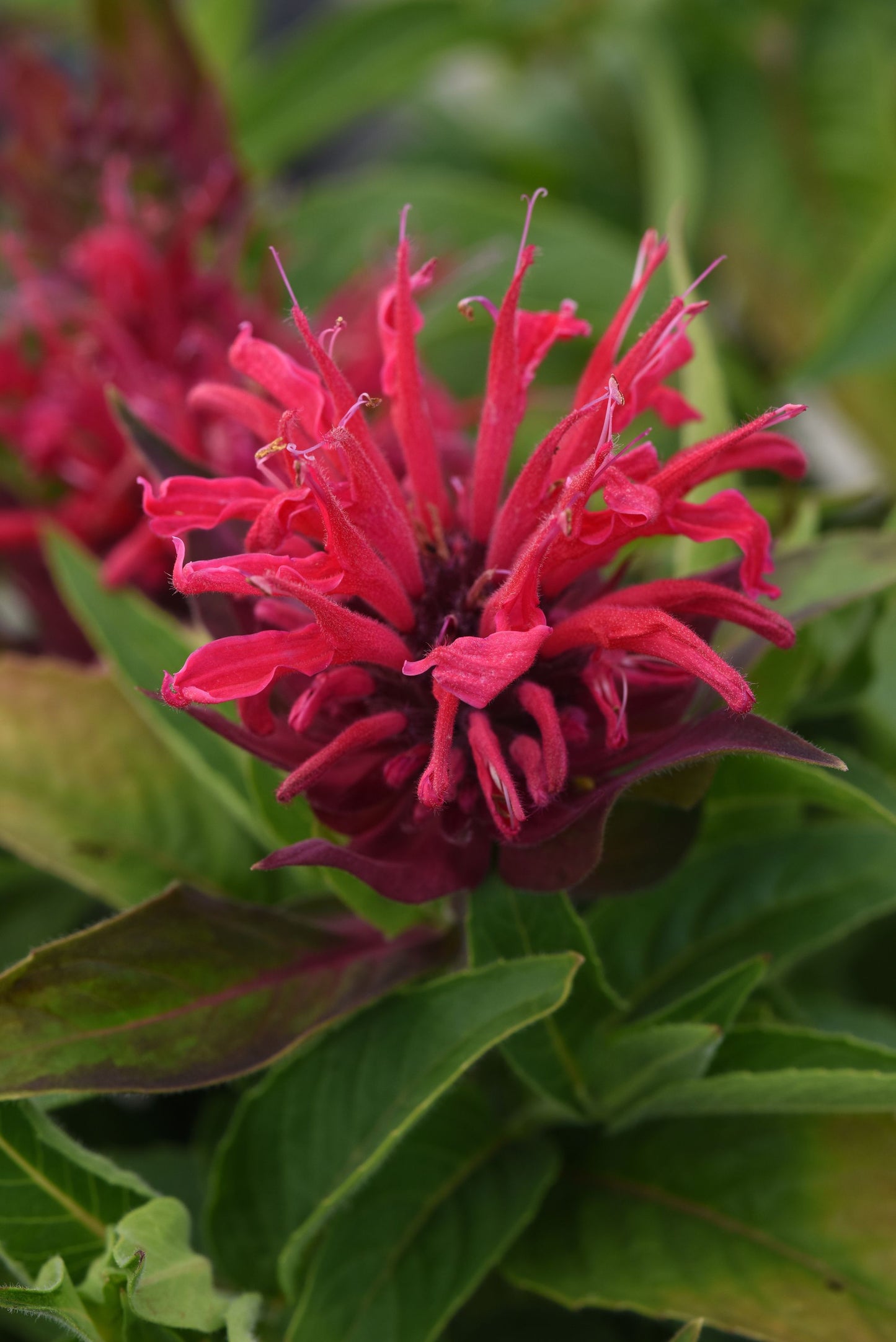 Bee Balm Panorama Mix Plantlings Plus Live Baby Plants 4in. Pot, 2-Pack