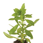 Calibrachoa Cabaret Deep Yellow Plantlings Live Baby Plants 1-3in., 6-Pack