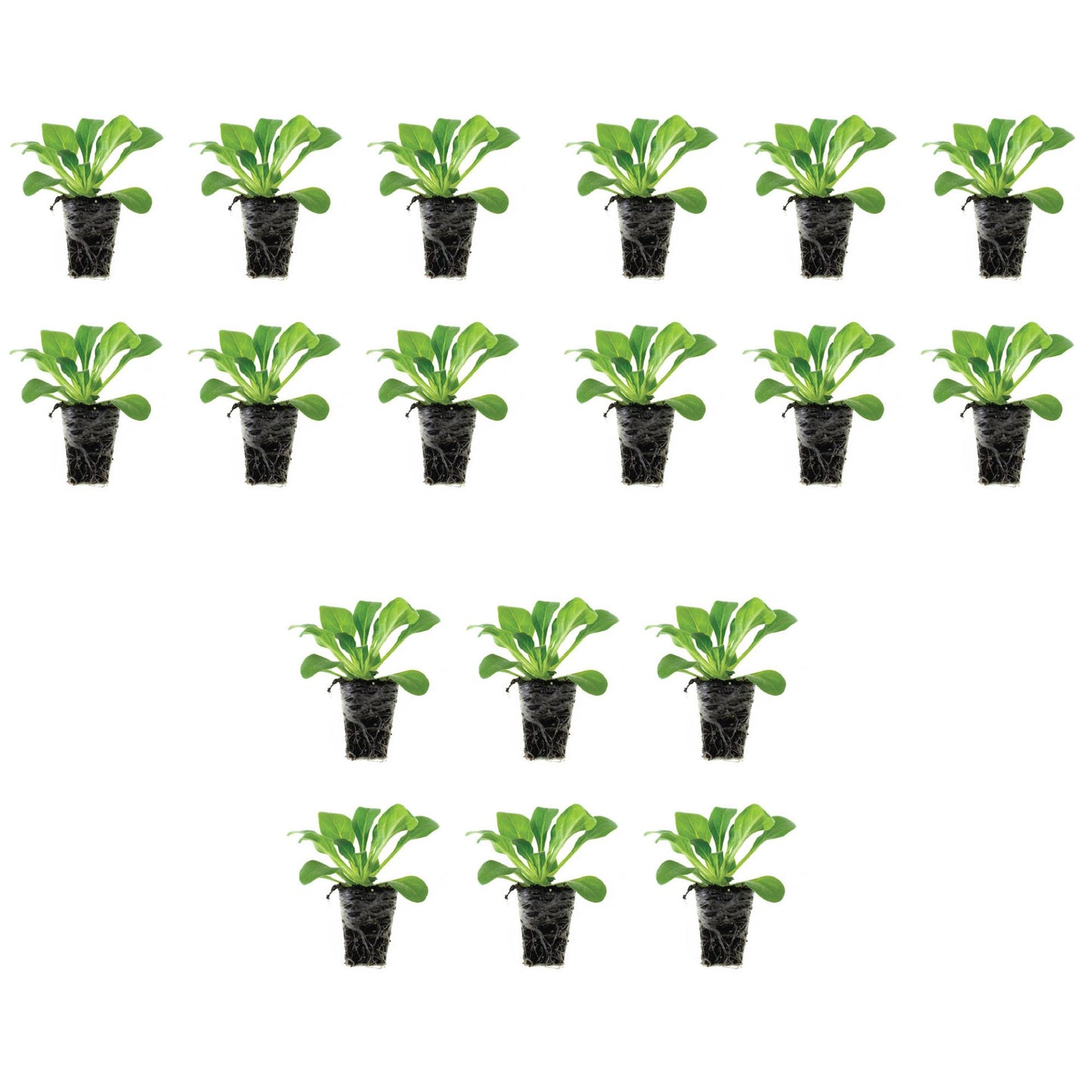Petunia E3 Easy Wave® Sweet Taffy Mix Plantlings Kit Live Baby Plants 1-3in., 18-Pack