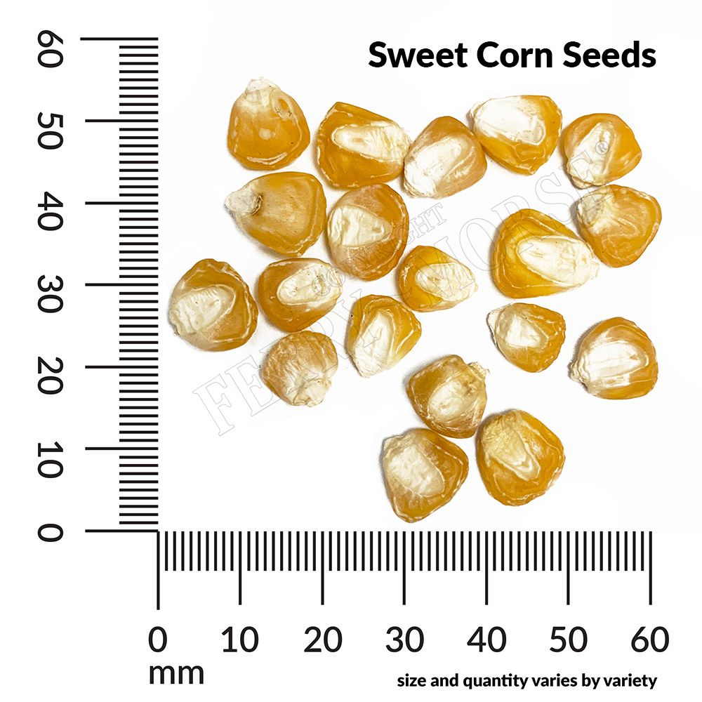 Sweet Corn, Kandy Korn Hybrid Seeds