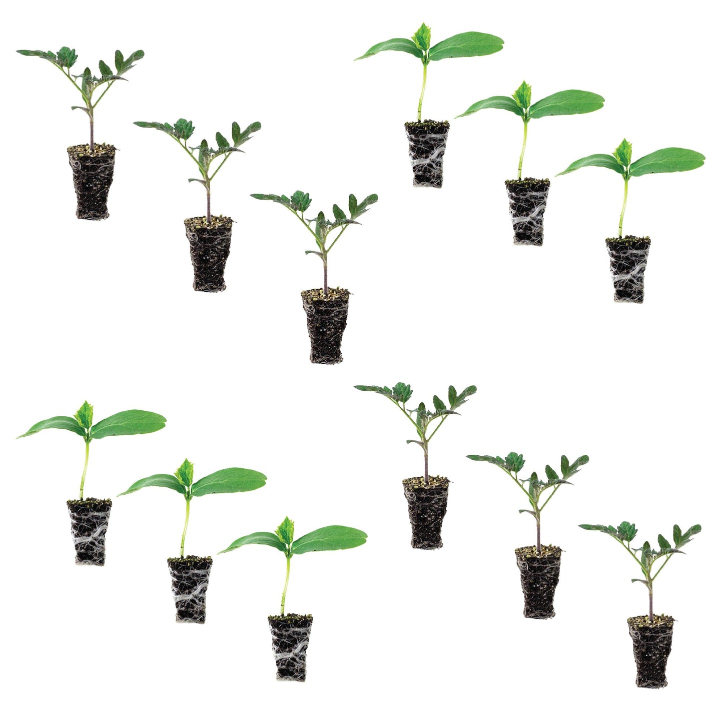 Cucumber & Tomato Plantlings Kit Live Baby Plants 1-3in., 12-Pack