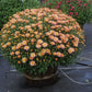 Mums Flamingo Pineapple Pink Plantlings Plus Live Baby Plants 4in. Pot, 2-Pack