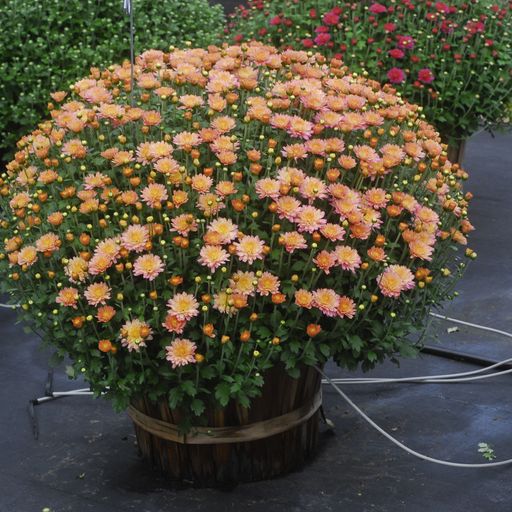 Mums Flamingo Pineapple Pink Plantlings Plus Live Baby Plants 4in. Pot, 2-Pack