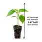 Beginner Veggie Garden Plantlings Kit Live Baby Plants 1-3in., 12-Pack