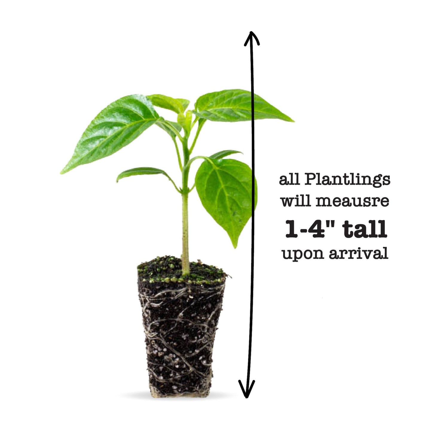 Vinca Titan™ Mix Plantlings Kit Live Baby Plants 1-3in., 18-Pack