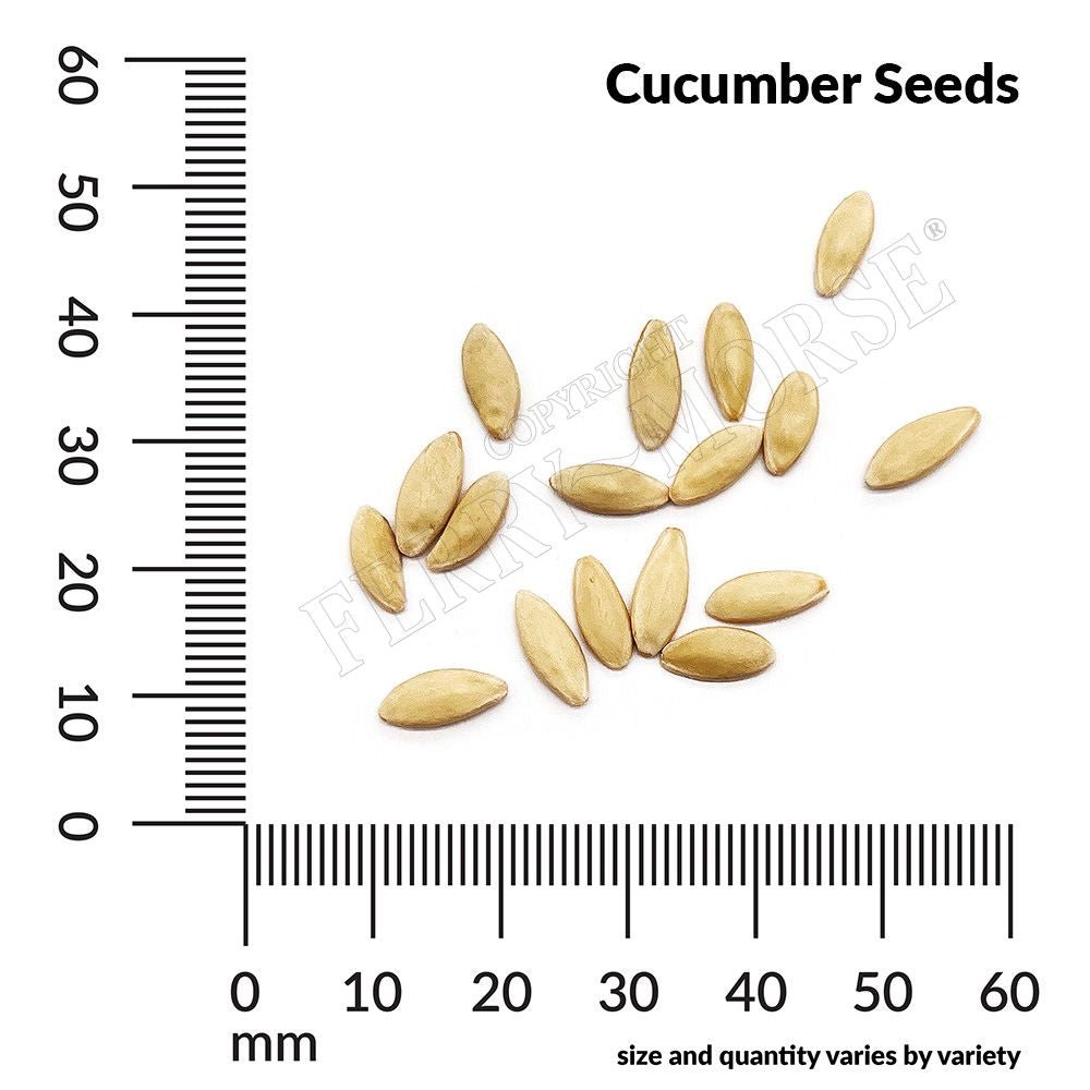 Cucumber, Bushy Organic Seeds, 1.2g - Ferry - Morse