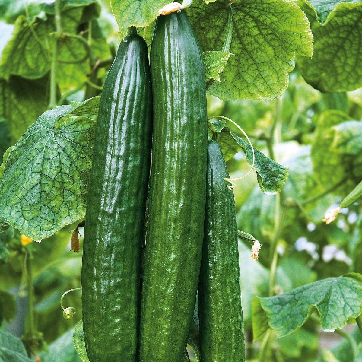 Cucumber, The Big Dill Seeds, 980mg - Ferry - Morse